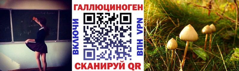 Купить  Сим  Псилоцибиновые грибы Psilocybe
